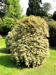 Cleyera japonica specimen on the grounds of the Villa Melzi (Bellagio), on Lake Como, Italy. photo