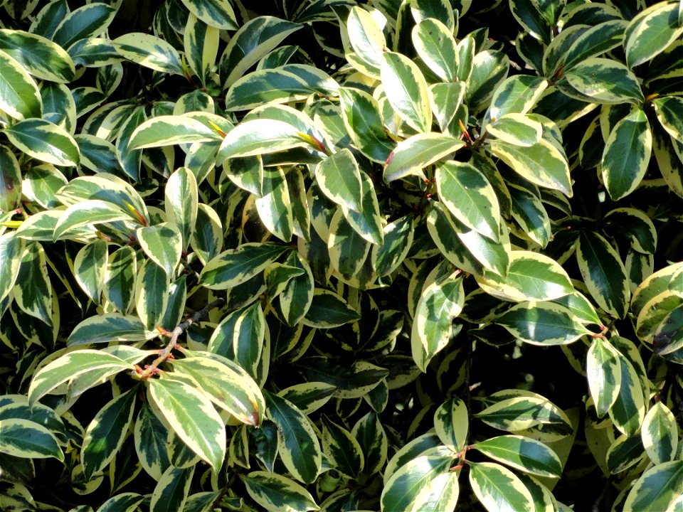 Cleyera japonica specimen on the grounds of the Villa Melzi (Bellagio), on Lake Como, Italy.