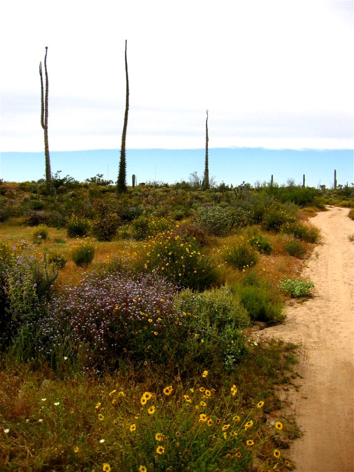 Three cirio trees in central Baja.