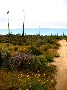 Three cirio trees in central Baja.