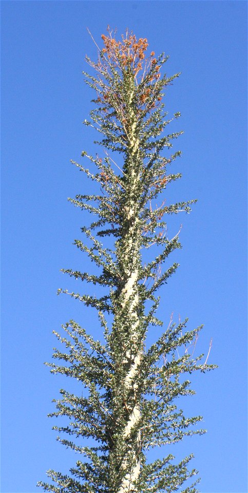 Top of a Boojum Tree (Fouquieria columnaris); Ocotillo family (Fouquieriaceae); native to Baja California & N. Mexico.  Photographed at the Desert Botanical Garden, Phoenix, AZ.