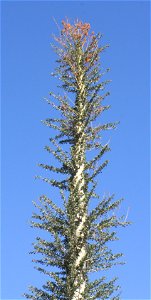 Top of a Boojum Tree (Fouquieria columnaris); Ocotillo family (Fouquieriaceae); native to Baja California & N. Mexico.  Photographed at the Desert Botanical Garden, Phoenix, AZ.