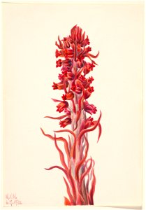 Snow Plant (Sarcodes sanguinea)