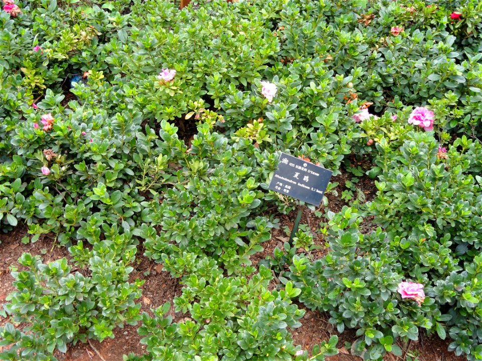 Rhododendron specimen in the Kunming Botanical Garden, Kunming, Yunnan, China.