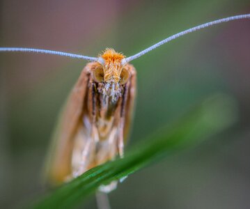 Macro lepidoptera long mustache and mole