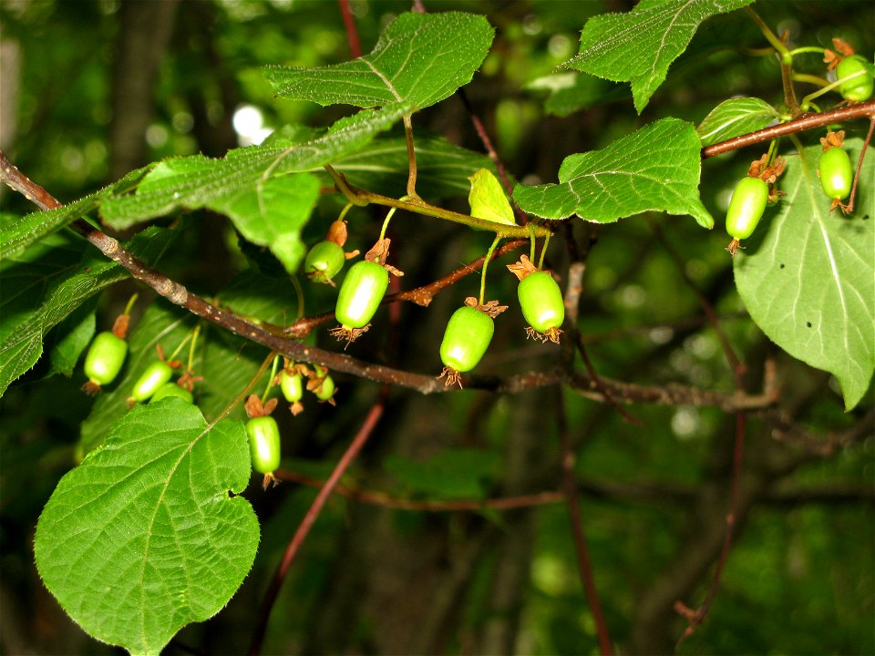 Actinidia kolomikta ,Aizu area, Fukushima pref., Japan