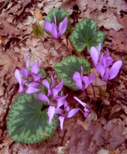 Cyclamen purpurascens (brambořík nachový) Podkomorské lesy photo