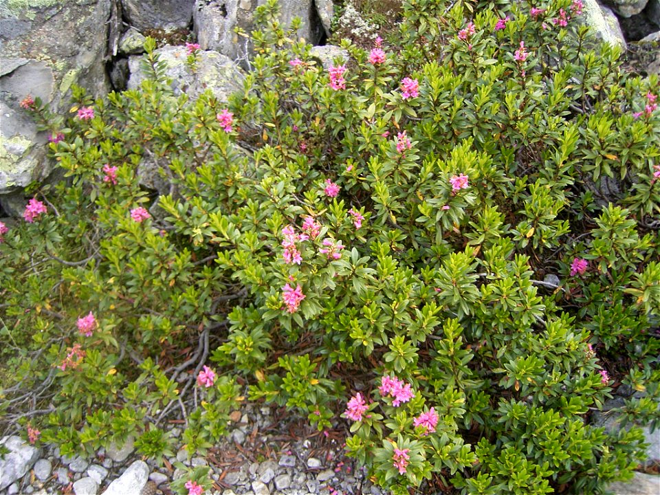 This photo shows Rhododendron ferrugineum