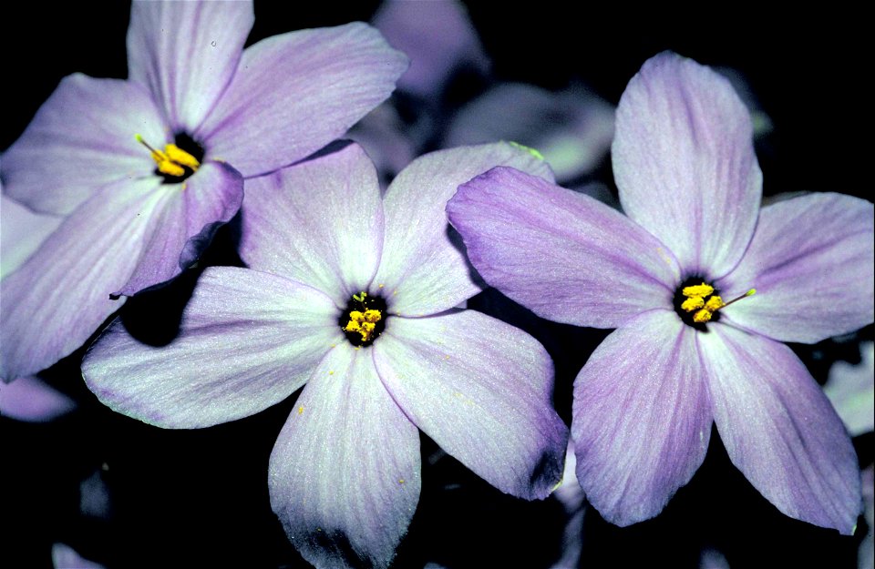 Image title: Creeping phlox flower plant phlox subulata
Image from Public domain images website, http://www.public-domain-image.com/full-image/flora-plants-public-domain-images-pictures/flowers-public