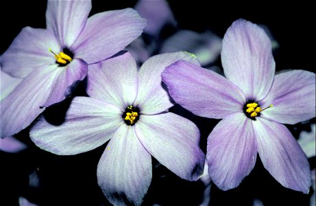 Image title: Creeping phlox flower plant phlox subulata
Image from Public domain images website, http://www.public-domain-image.com/full-image/flora-plants-public-domain-images-pictures/flowers-public