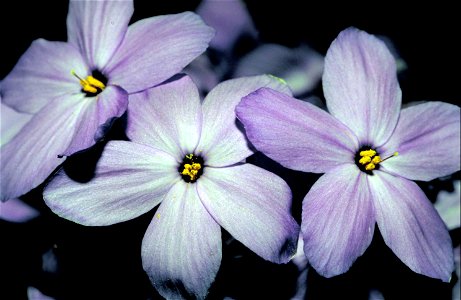 Image title: Creeping phlox flower plant phlox subulata Image from Public domain images website, http://www.public-domain-image.com/full-image/flora-plants-public-domain-images-pictures/flowers-public photo