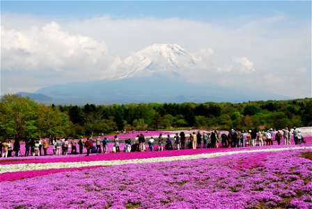Phlox subulata and Mt. Fuji, taken on the event "Fuji-Shbazakura Festival" on 2008-05-15. photo