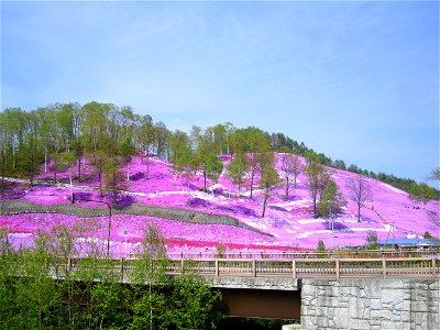 Phlox subulata in Higashi-Mokoto, Ōzora, Hokkaidō, Japan. photo