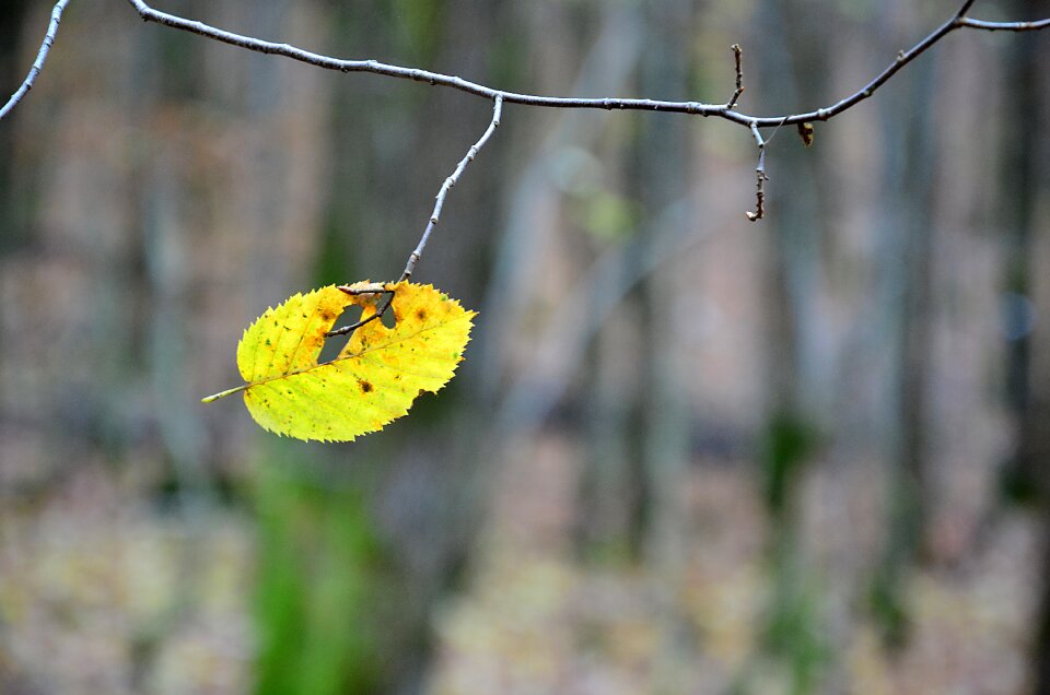 Colorful forest wood