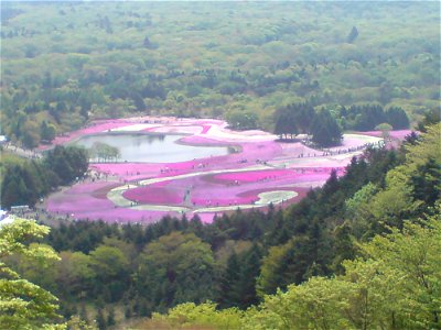 山梨県にある「富士本栖湖リゾート」の【富士芝桜まつり】にて撮影。約70万株のシバザクラが咲いている様子は圧巻でした。 photo