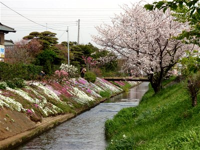 Phlox subulata at Shibuta River (Kanagawa Prefecture Isehara City) photo