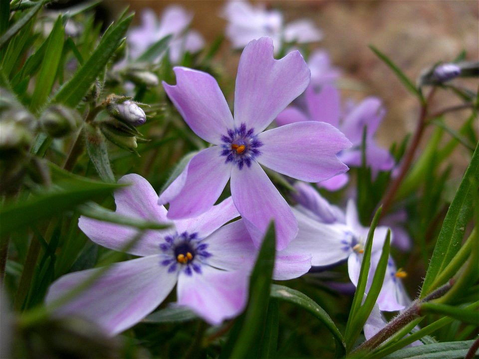 Phlox flower just after blooming.