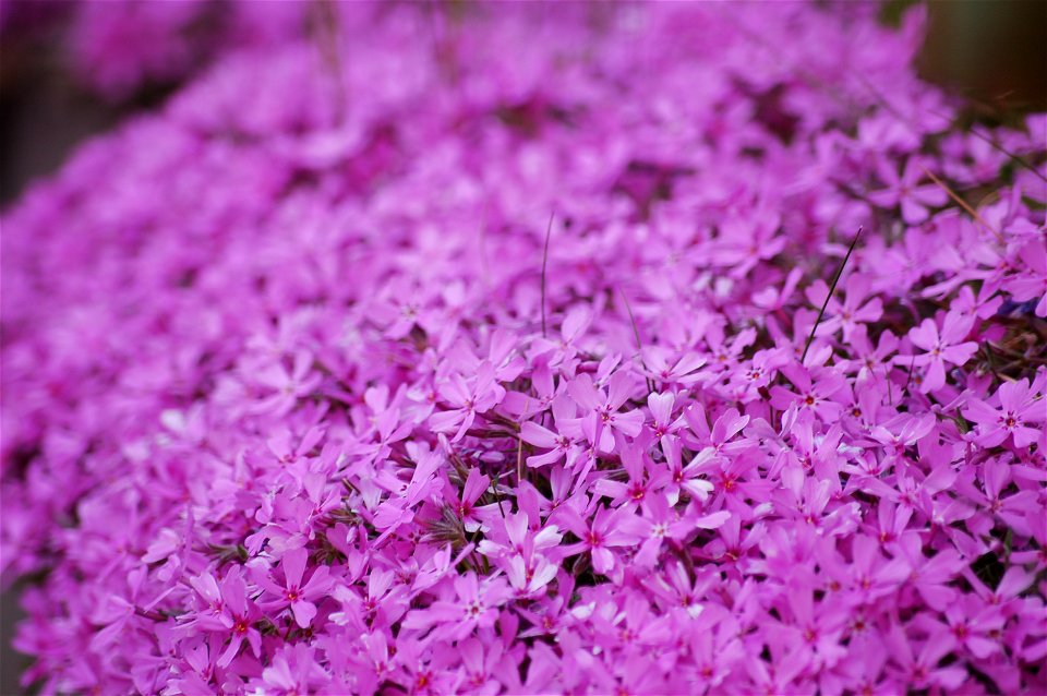 Phlox subulata, Thymus serpyllum