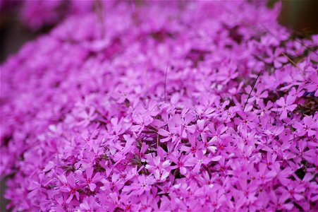 Phlox subulata, Thymus serpyllum photo