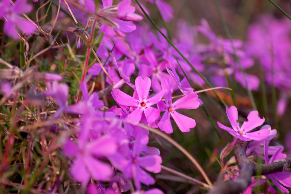 Phlox subulata, Thymus serpyllum