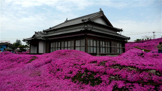 Phlox subulata (Shintomi Town, Miyazaki prefecture, Japan) photo