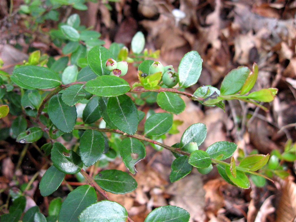 Gaylussacia brachycera in dry thickets on Stepping Rock Ridge, Pulaski County, Kentucky.