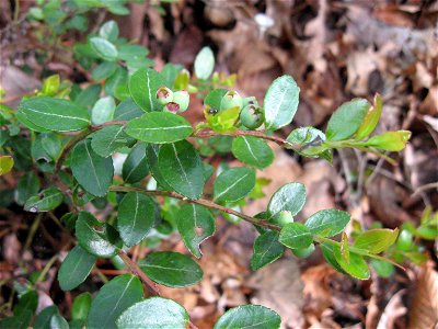 Gaylussacia brachycera in dry thickets on Stepping Rock Ridge, Pulaski County, Kentucky.