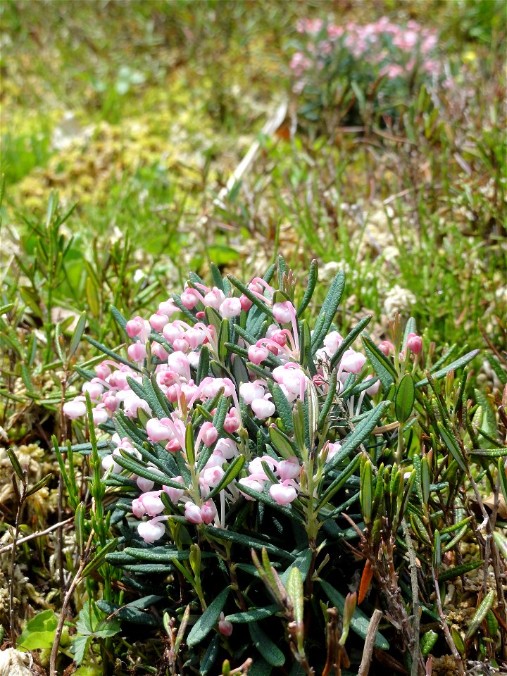 ヒメシャクナゲ[姫石楠花/ニッコウシャクナゲ(日光石楠花)][Andromeda polifolia]-全体 photo