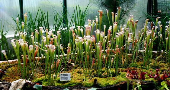 Plant Sarracenia leucophylla in Botanical Garden Liberec, Czech Republic