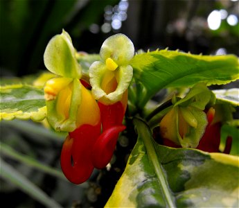 Impatiens niamniamensis 'Variegata' in the Botanical Building in Balboa Park, San Diego, California, USA. Identified by sign.