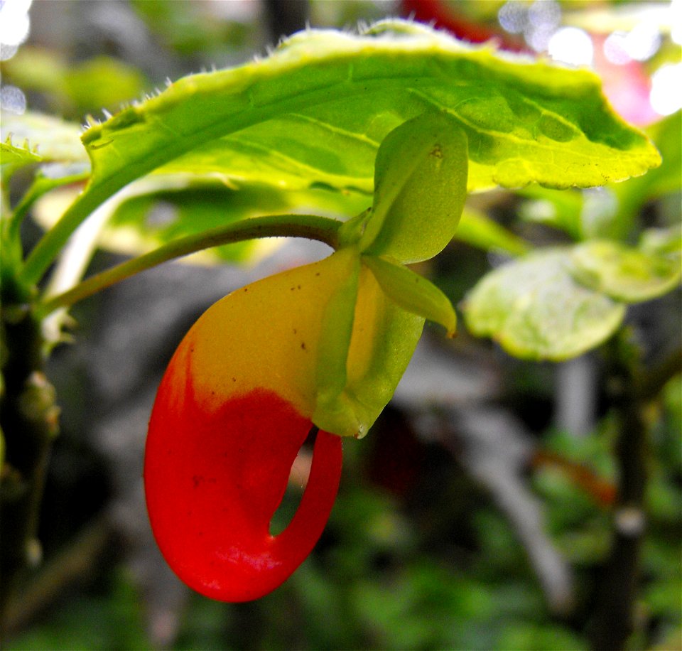 Impatiens niamniamensis 'Variegata' in the Botanical Building in Balboa Park, San Diego, California, USA. Identified by sign.