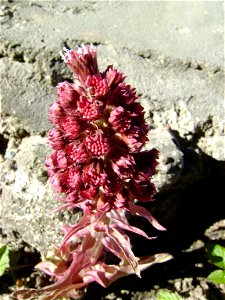 Allotropa Virgata plant in Kaliningrad, Russia