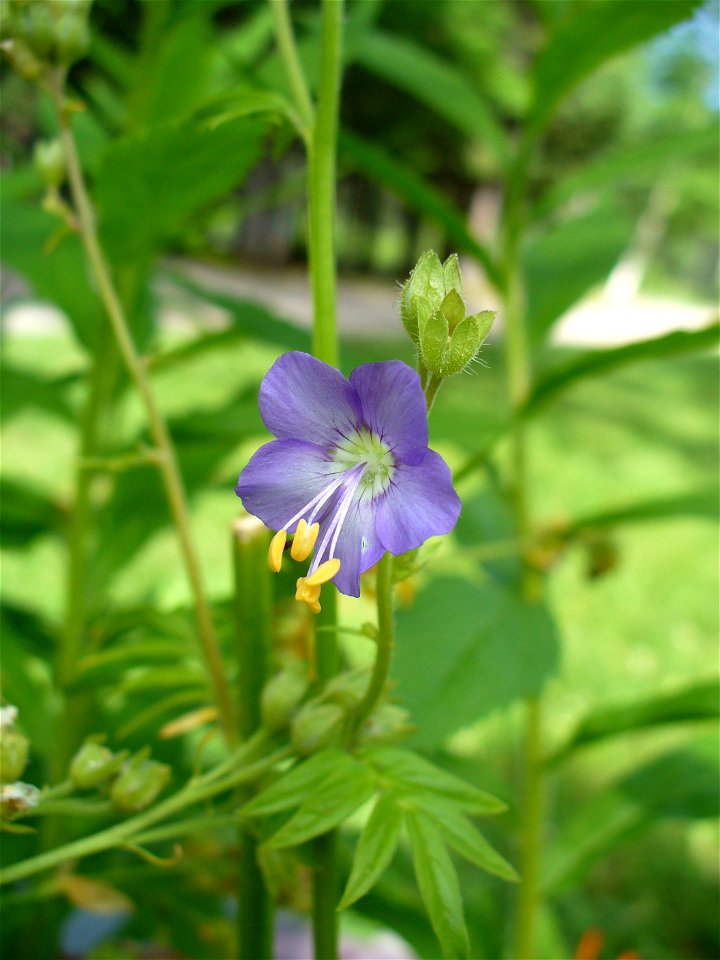 I am the originator of this photo. I hold the copyright. I release it to the public domain. This photo depicts a Polemonium flower.