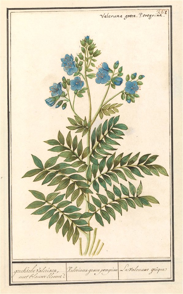 IdentificatieTitel(s): Jakobsladder (Polemonium caeruleum)grieksche Valeriaen, met blauwe bloeme. / Valeriana graeca peregrima / La Valeriane grêque (titel op object)Objecttype: tekening Objectnummer: