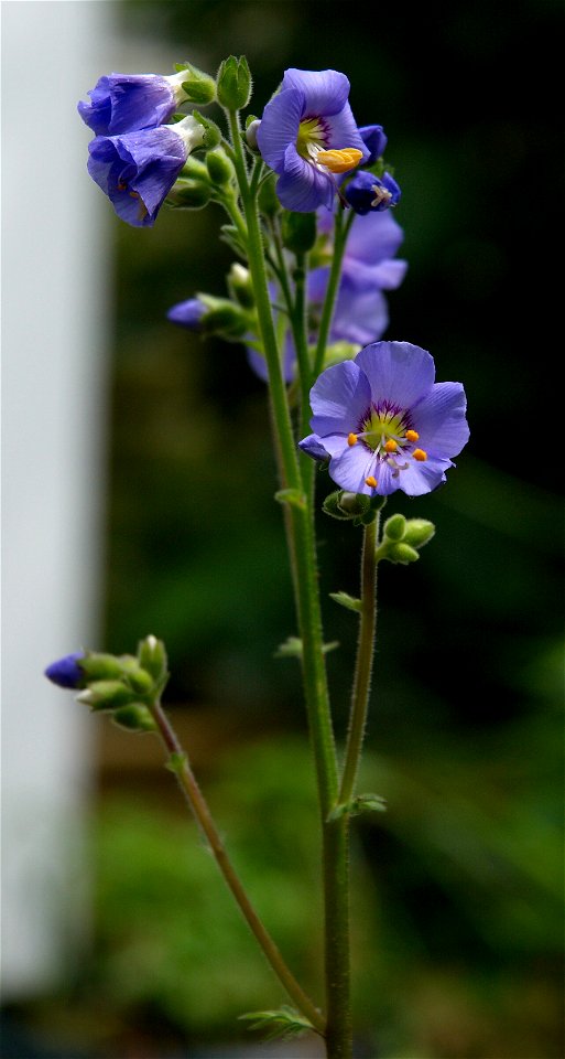 Jacob's Ladder or Greek valerian