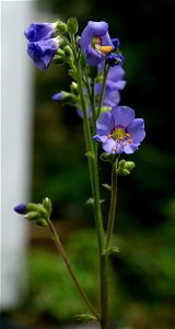 Jacob's Ladder or Greek valerian