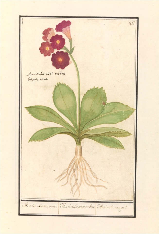 IdentificatieTitel(s): Sleutelbloem (Primula)Roode Beeren oore. / Auricula ursi rubra. / Auricule rouge (titel op object)Objecttype: tekening Objectnummer: RP-T-BR-2017-1-9-21Omschrijving: Steutelbloe