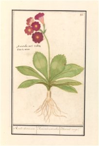 IdentificatieTitel(s): Sleutelbloem (Primula)Roode Beeren oore. / Auricula ursi rubra. / Auricule rouge (titel op object)Objecttype: tekening Objectnummer: RP-T-BR-2017-1-9-21Omschrijving: Steutelbloe