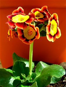 garden auricula, Primula x pubescens cultivar