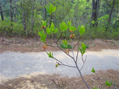 Gaylussacia baccata flowers