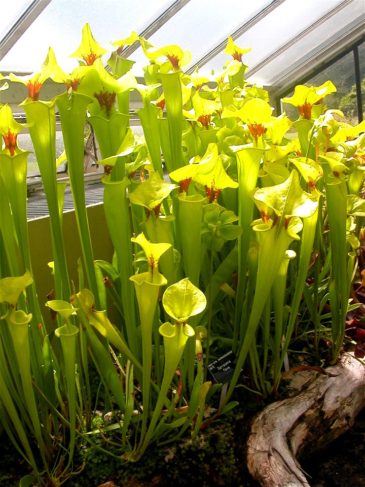 Kew Gardens - Sarracenia Flava