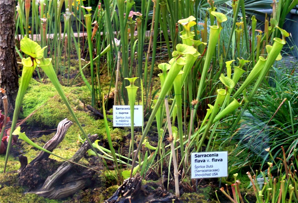 Plant Sarracenia flava in Botanical Garden Liberec, Czech Republic