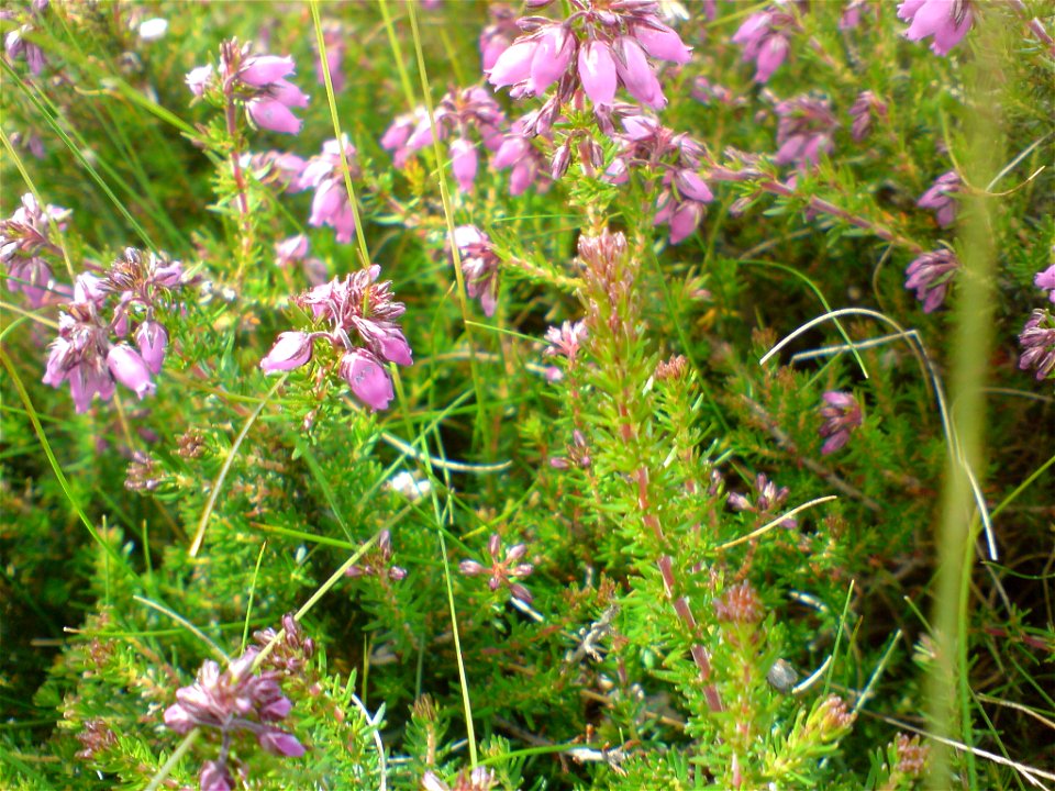 A picture taken on Arthur's Seat in mid summer