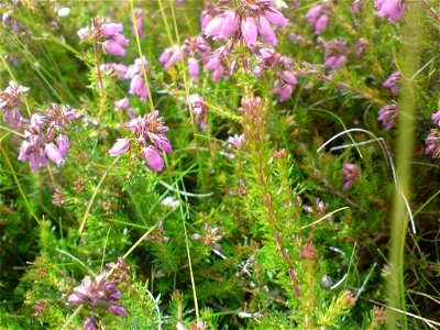 A picture taken on Arthur's Seat in mid summer