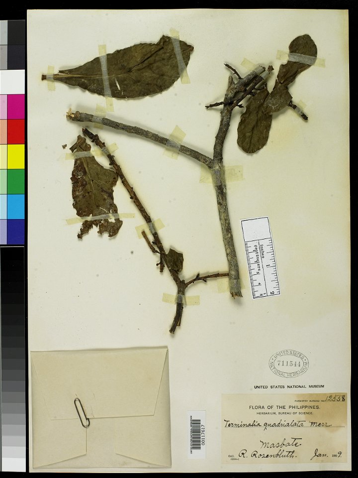 Capturefile: C:\Program Files\Phase One\Capture One\Captures\3220\3220010071.rawCaptureSN: CC001092.010071Software: Capture One for Windows
Object Details
Biogeographical Region

42 - Malesia
Max. Ele