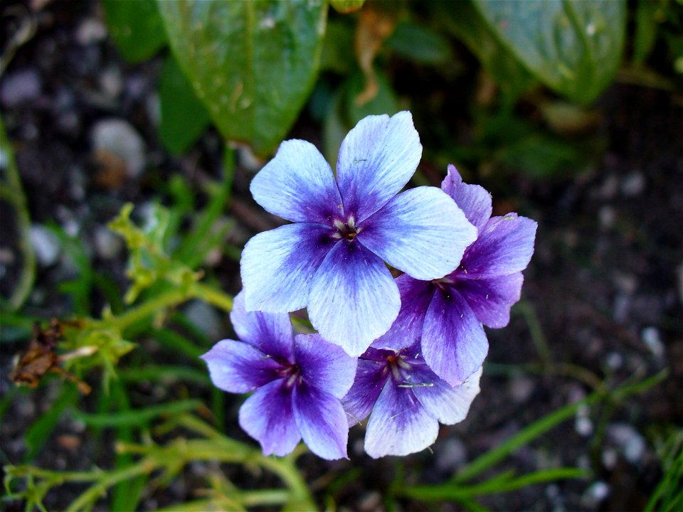 I am the originator of this photo. I hold the copyright. I release it to the public domain. This photo depicts flowers.