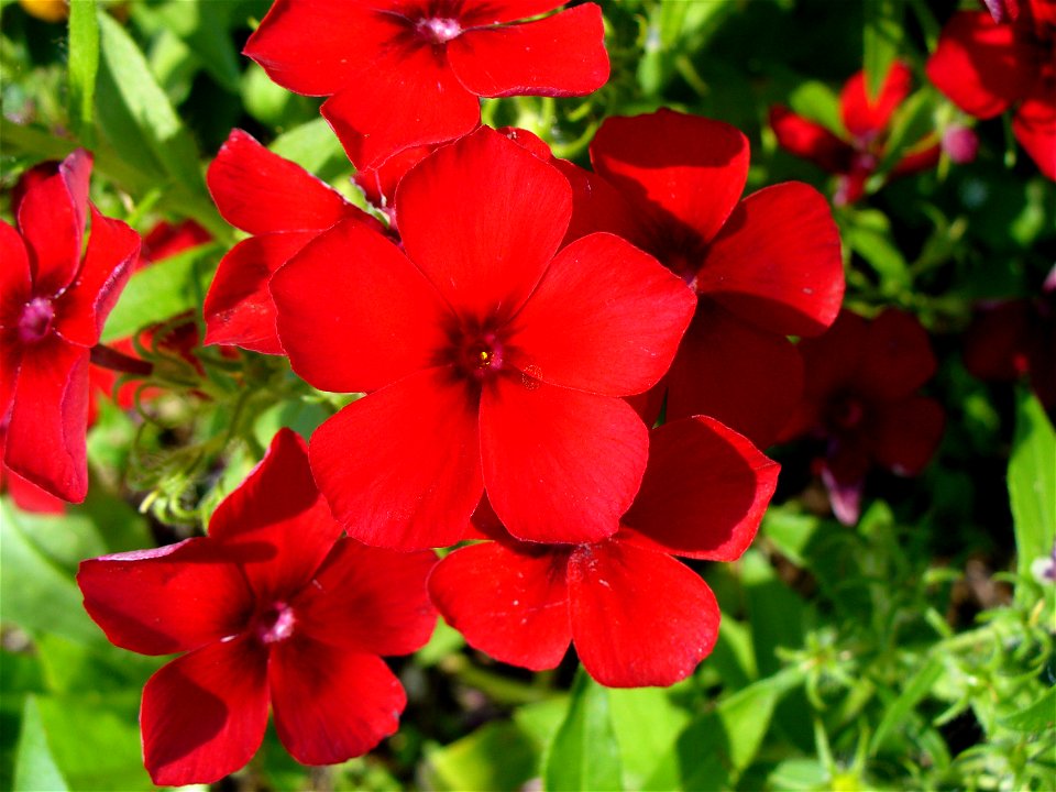 I am the originator of this photo. I hold the copyright. I release it to the public domain. This photo depicts flowers.