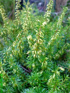 Bell Heather Erica cinerea photo