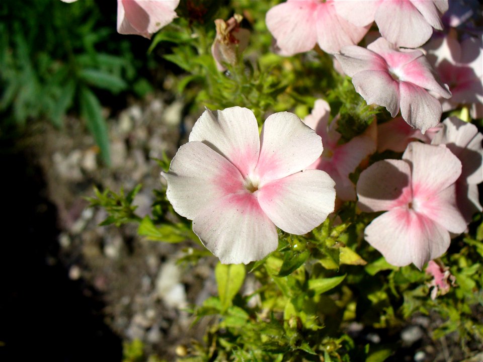 I am the originator of this photo. I hold the copyright. I release it to the public domain. This photo depicts a flower, probably of Phlox drummondii.