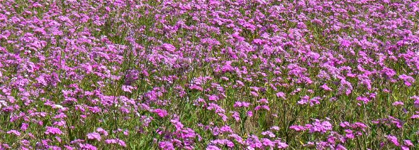 Phlox drummondii along north Florida highway